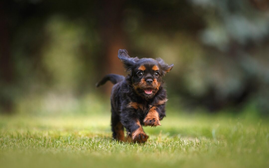 Derfor er godt hundeudstyr en investering i din hunds sundhed